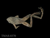 藏品(太田樹蛙)的圖片